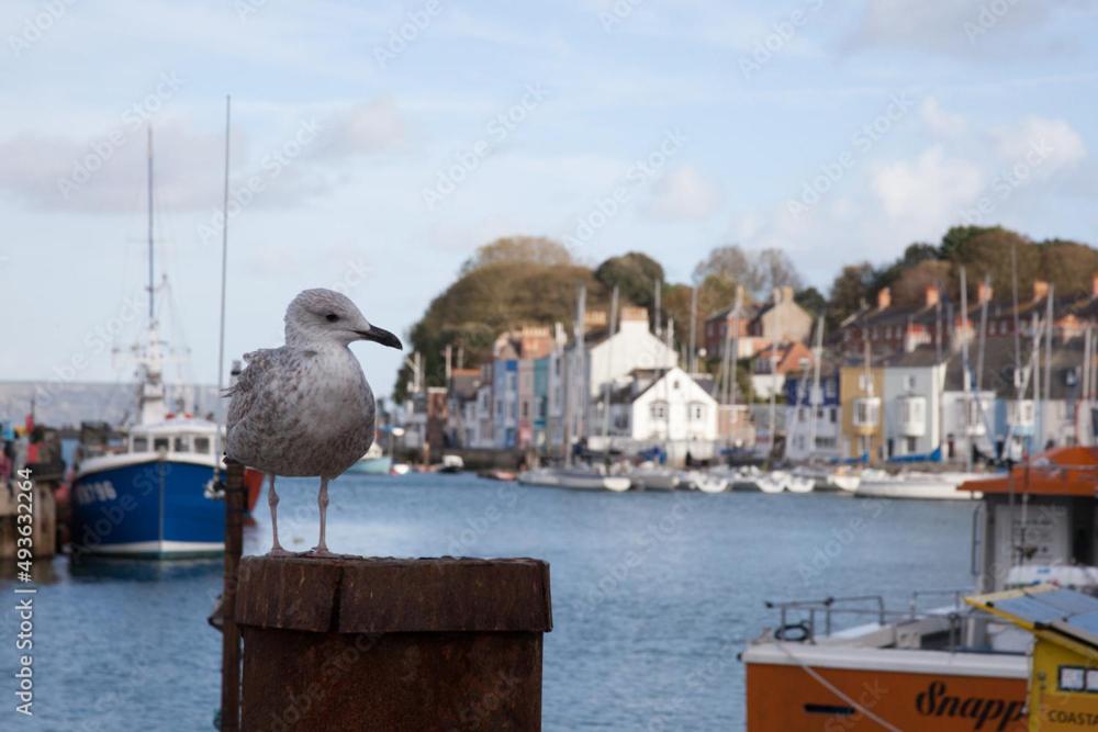 Chinwin Cottage Weymouth Dış mekan fotoğraf